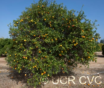 Thomasville citrangequat  crc1440001