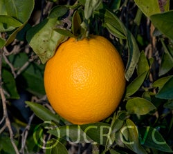 Thomson navel orange crc9669001