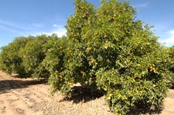 Tosu sour orange hybrid cvc01_000