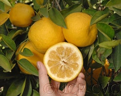 Tosu sour orange hybrid cvc02_000