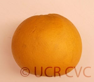 Kao Pan pummelo (CRC 2248) 8003