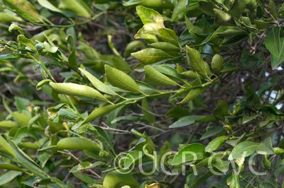 Willowleaf mandarin crc3843006