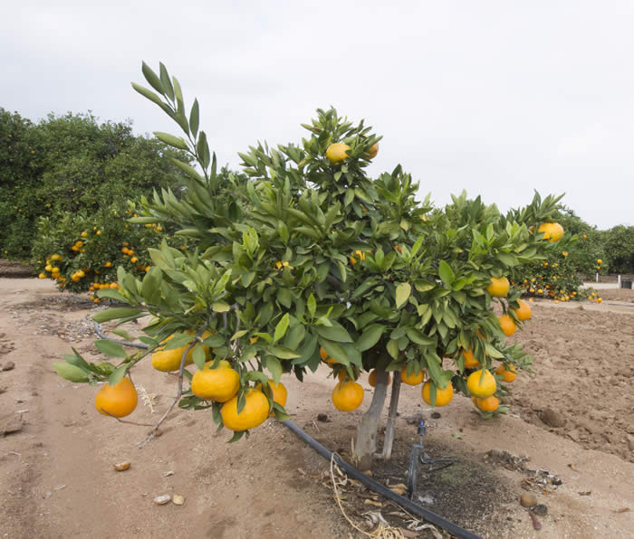 Xie Shan Satsuma mandarin CRC4081 001