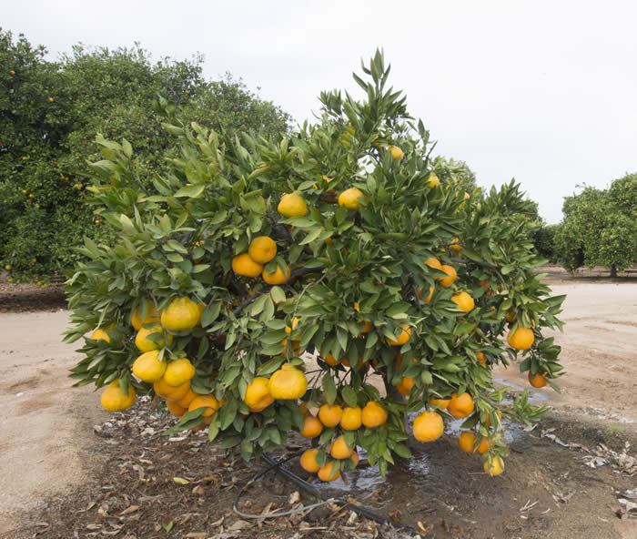 Xie Shan Satsuma mandarin CRC4081 002