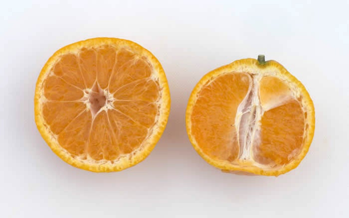 Xie Shan Satsuma mandarin CRC4081 003