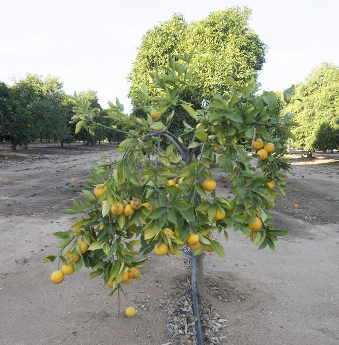 Xinhuicheng sweet orange (CRC 3985) 002