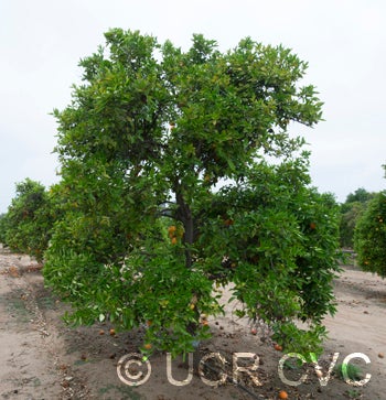 Yalaha tangelo CRC2559 002