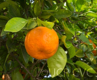 Yalaha tangelo CRC2559 005