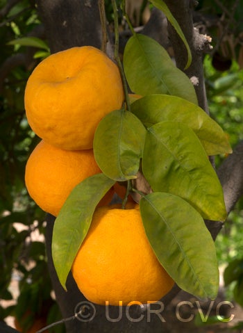 Yalaha tangelo CRC2559 006