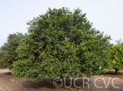 Yellow-Rind mandarin CRC 3895001