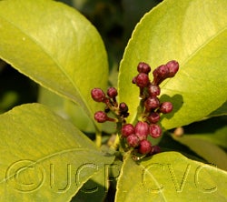 Yen Ben Lisbon lemon 16