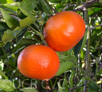 Yosemite Gold mandarin CRC3975 001