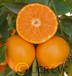 Yosemite Gold mandarin 006
