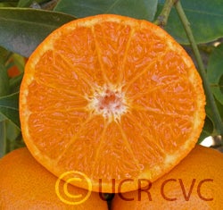 Yosemite Gold mandarin 008