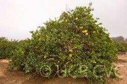 Yuma Ponderosa lemon pummelo hybrid 3488001