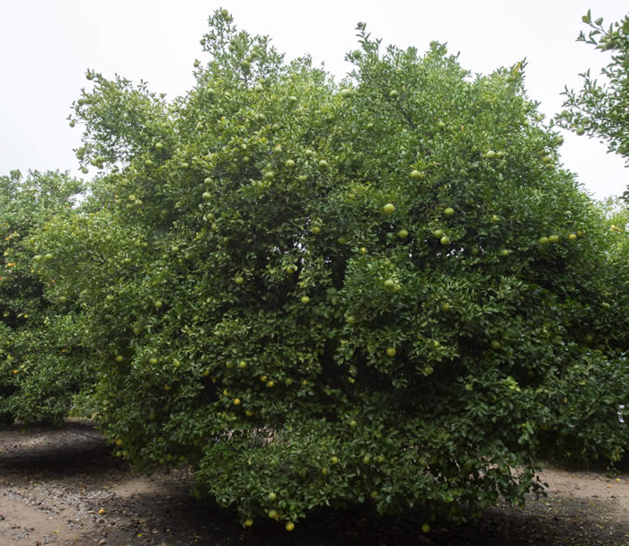 Yuma citrange CRC3205002