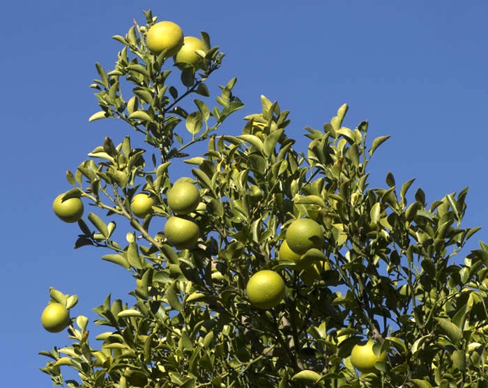 Yuma citrange CRC3205004