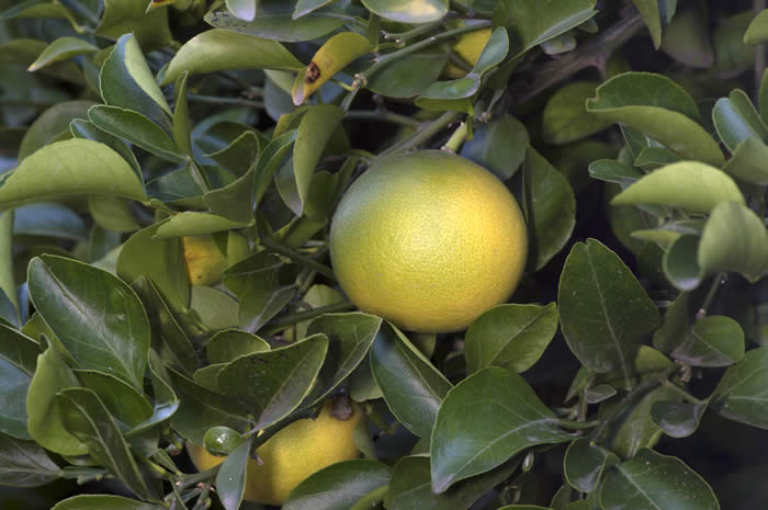 Yuma citrange CRC3205005