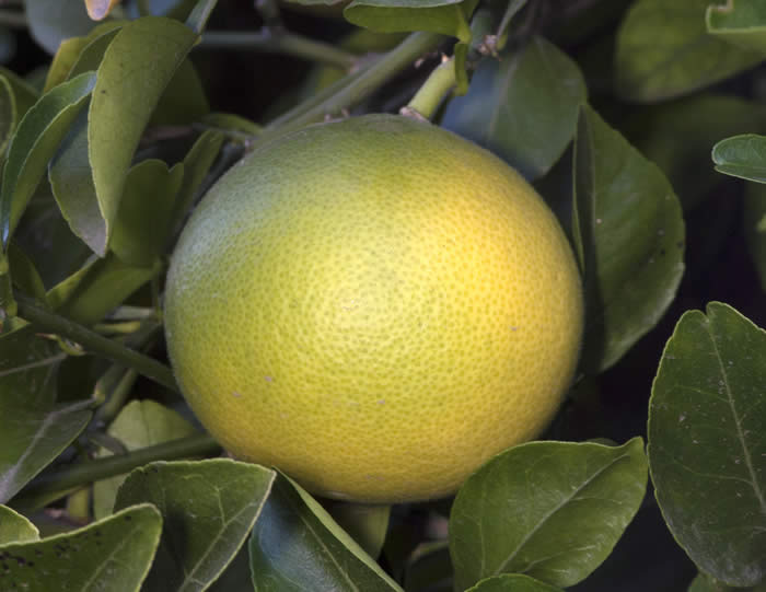 Yuma citrange CRC3205006