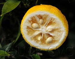 Yuzu ichandrin (papeda hybrid) CVC003