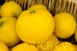 Yuzu ichandrin (papeda hybrid) SMFM004 Mud Creek