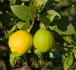 Addanimma lime hybrid CRC3072005