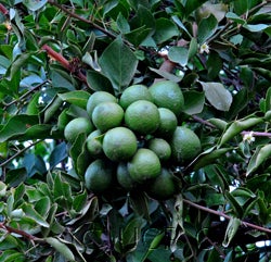 Aegle marmelos CRC31402000