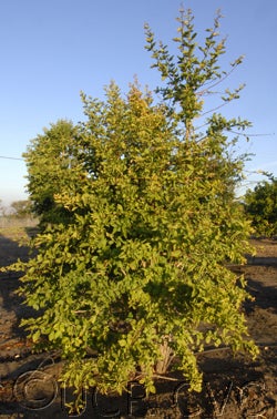 Aegle marmelos CRC3140003