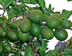 Aegle marmelos CRC31402001