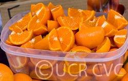 W. Murcott Afourer 004.jpg