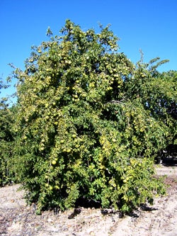 afraegle paniculata photo 1