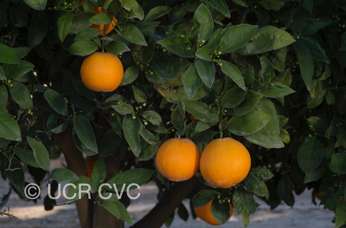 apopka_navel_orange_crc_4151_001.jpg