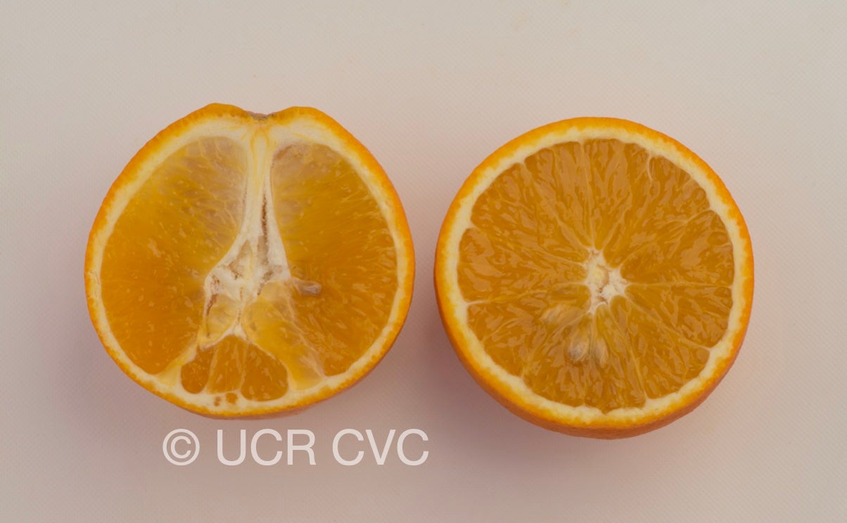 apopka_navel_orange_crc_4151_004.jpg