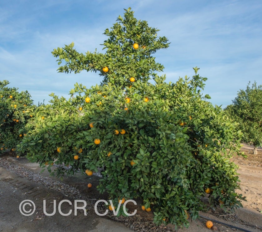 apopka_navel_orange_crc_4151_006.jpg