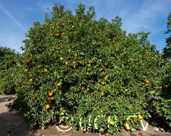 Hassaku (Beni) pummelo hybrid (CRC 3907) crc3907001