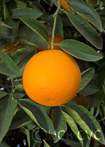 Hassaku (Beni) pummelo hybrid (CRC 3907) crc3907004