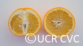 Hassaku (Beni) pummelo hybrid (CRC 3907) crc3907005