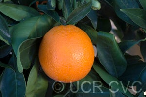 California Rojo Navel Orange crc4201002