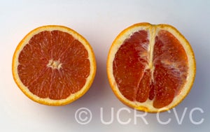California Rojo Navel Orange crc4201004