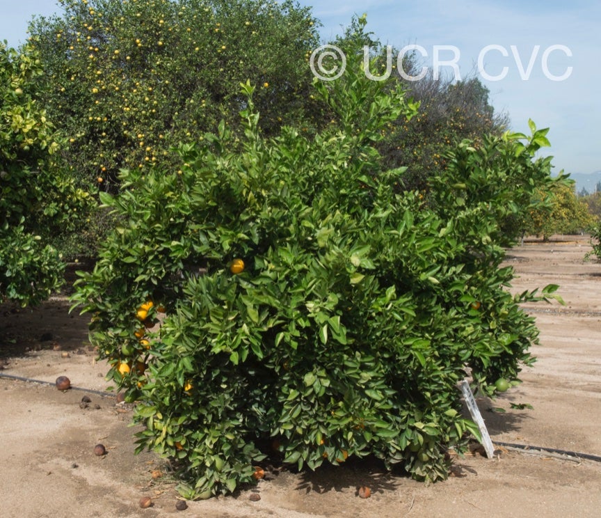 chapman_valencia_orange_crc_4229_002.jpg