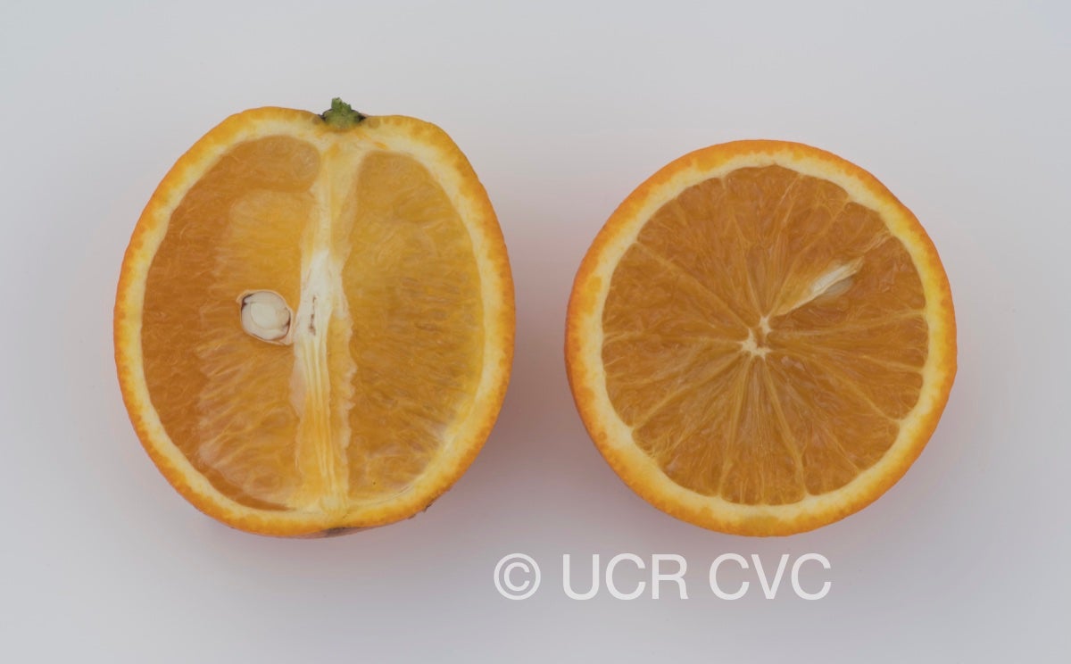 chapman_valencia_orange_crc_4229_004.jpg