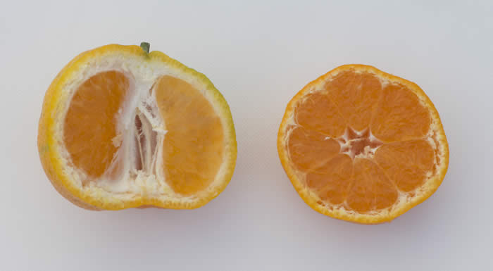 china6-15satsumamandarincrc418001