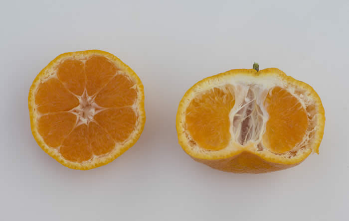 chinas-12satsumamandarincrc4154008