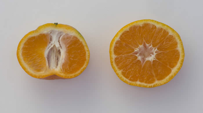 chinas-15satsumamandarincrc4178008