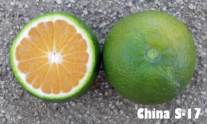 chinas-1718c-14-6002