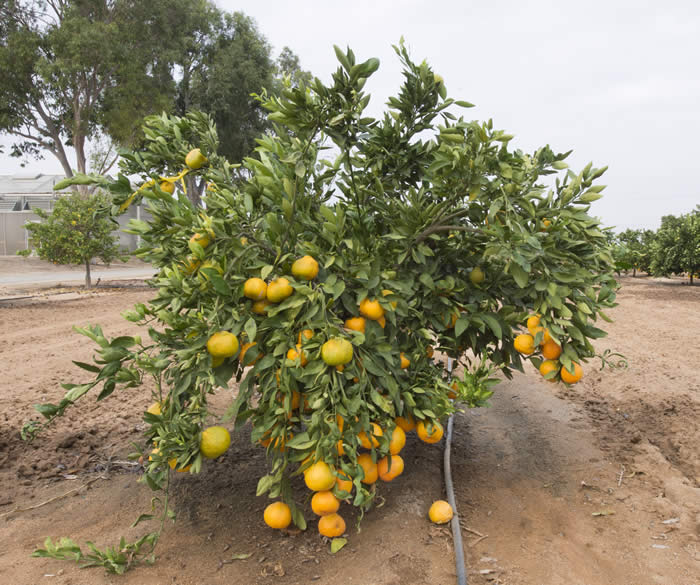 chinas-18satsumamandarincrc4155001