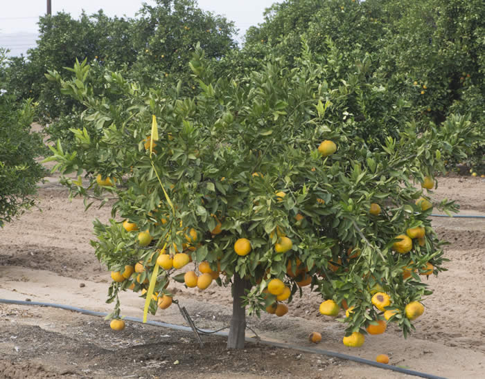 chinas-18satsumamandarincrc4155004