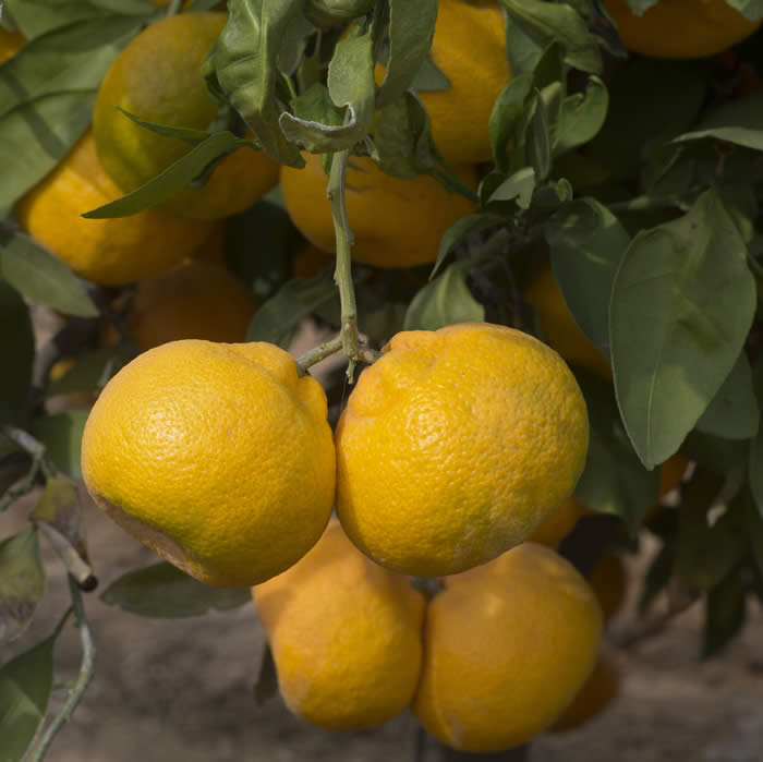 chinas-18satsumamandarincrc4155005