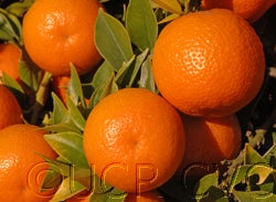 chinotto2375cvc05_000.jpg