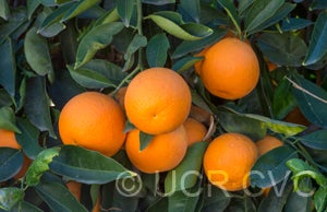 ciposweetorangecrc3896003.jpg